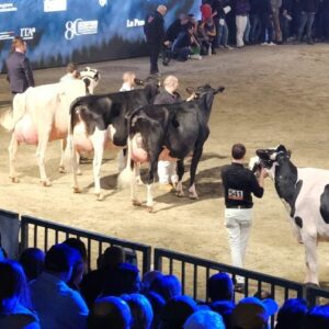 A Porlezza torna la Mostra Zootecnica sul Ceresio: allevatori e imprese protagonisti della decima edizione